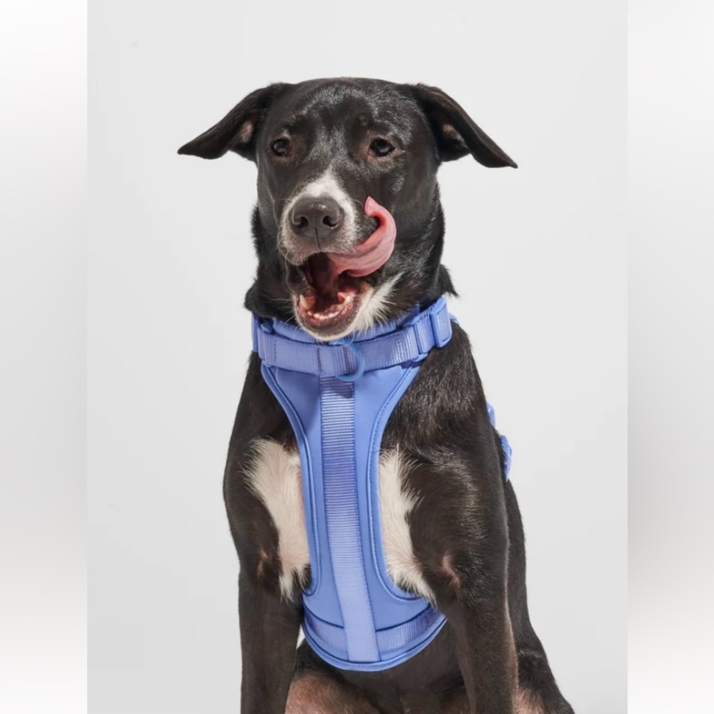 Wild One - Blue Dog Harness
